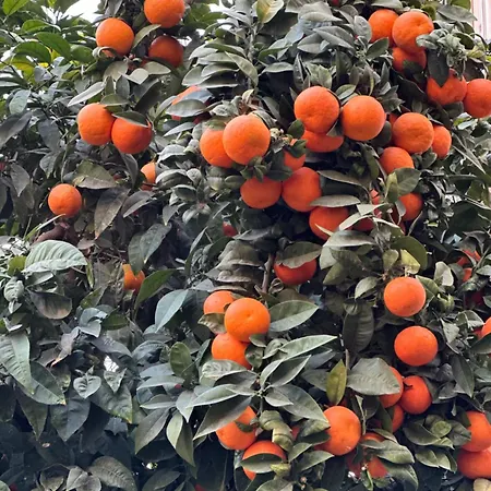 Malaga's Secret Apartament